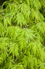 beautiful  maple leaves