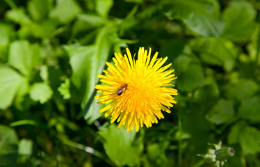 Dandelion with fly on it