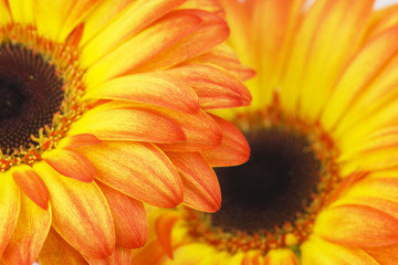 gerbera daisies