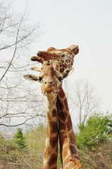 GIRAFFE courtship アミメキリン