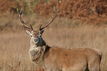 Stag closeup photographed on Jura in Scotland