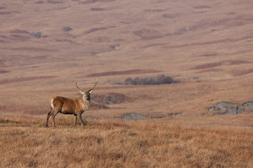 Stag photographed on Jura in Scotland
