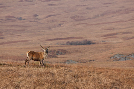 Stag Photographed On Jura In Scotland