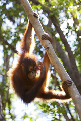 Orangutan in Borneo hanging onto a tree. © davidevison
