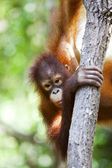 An orangutan in Borneo climbing a tree. © davidevison