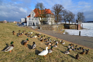 Elbe bei Zollenspieker Eisgang