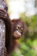 Orangutan in Borneo hanging onto a tree. © davidevison