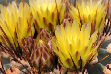 Kakteen - Blüte