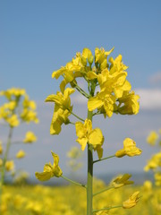 Obraz premium Rapsfeld