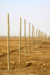 Obraz premium rows of stump in the field in winter