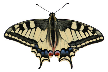 Old World Swallowtail on white background