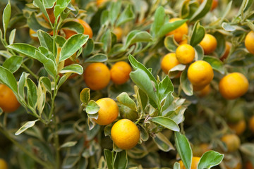 Mandarine, fruit, arbre, fruitier, jardin, agrume, culture