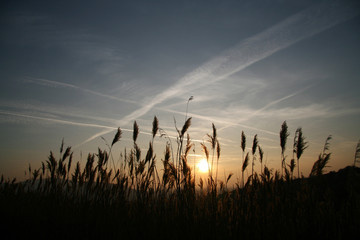 Cane flower at sunset
