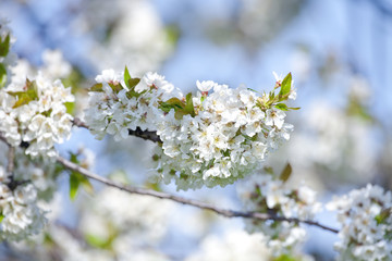 cherry tree in blossom