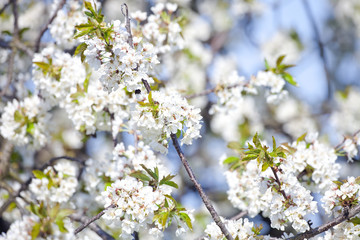 cherry tree in blossom