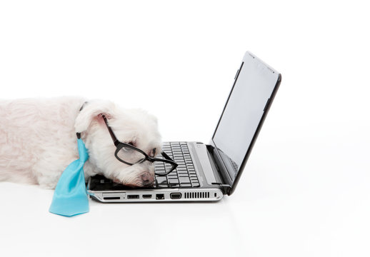 Tired or overworked dog sleeping at computer laptop