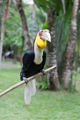 Rhinoceros Hornbill perched on a branch