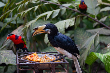 Obraz premium Exotic birds at a feeding trough in Park of Birds to Bali