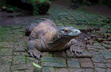 Komodo dragon, Varanus komodoensis
