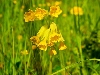 Cowslip