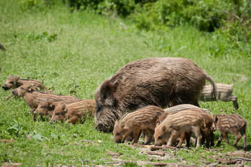 Wild boar with piglets