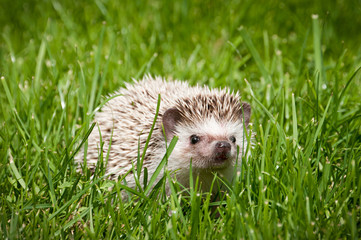 hedgehog in the wood