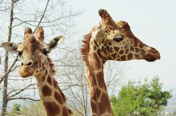 GIRAFFE portrait アミメキリン