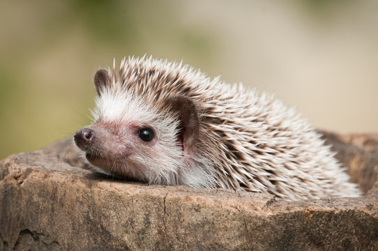 hedgehog in the wood