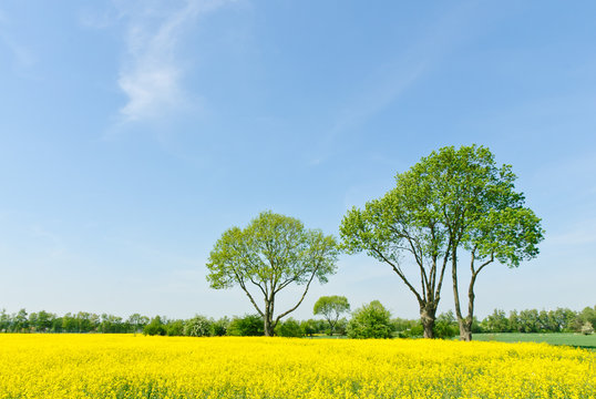 B&auml;ume am Rapsfeld