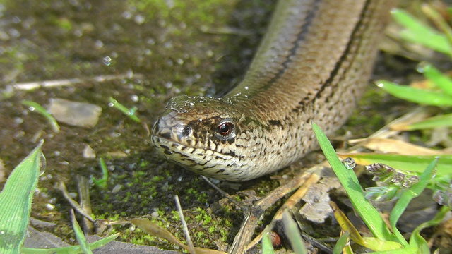 Blindschleiche - Anguis fragilis - z&uuml;ngelnd
