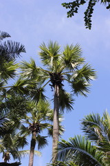 Fototapeta na wymiar Palmtrees in Paradise