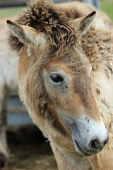 Przewalskifohlen im Fellwechsel