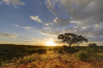 Desert Sunset, kalahari - obrazy, fototapety, plakaty