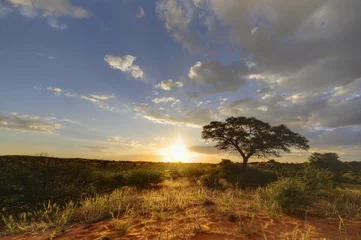 Foto op Canvas Desert Sunset, kalahari © wolfavni
