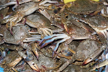 Crabs for Sale