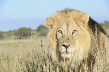 Lion (Panthera leo) close-up stare
