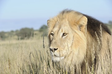 Fototapeta na wymiar Lew (Panthera leo) close-up w Kgalagadi,