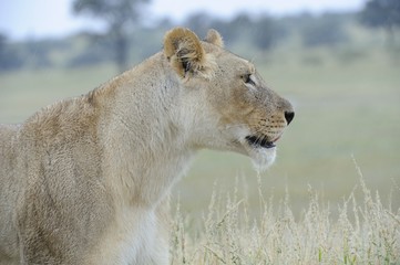 Lioness  (Panthera leo) close-up in the Kgalagadi ,