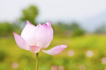 lotus flower