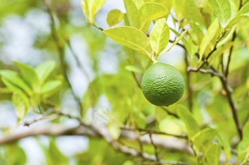 lemons on tree