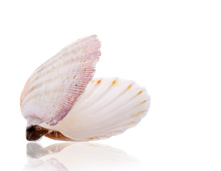 Sea shell over white background