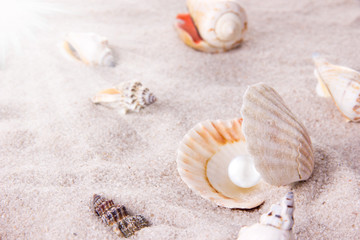 Fototapeta na wymiar Sea shells on the beach