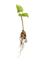 Runner bean seedling