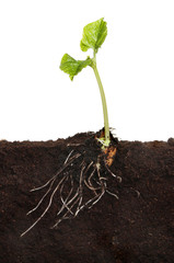 Runner bean in soil