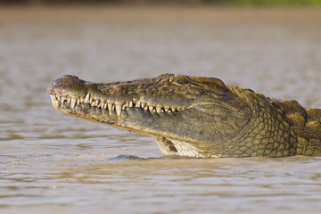 Nile Crocodile, South Africa