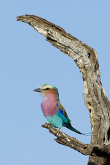 Lilac Breasted Roller, South Africa