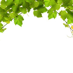 Fototapeta na wymiar Bukiet zielonych liści winorośli