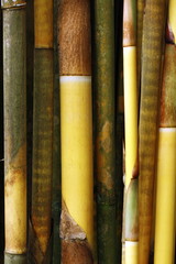 Bamboo