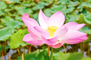 Fototapeta premium Color Pink Lotus in the morning