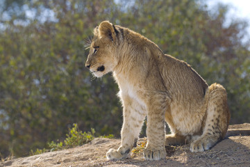 African Lion cub, South Africa